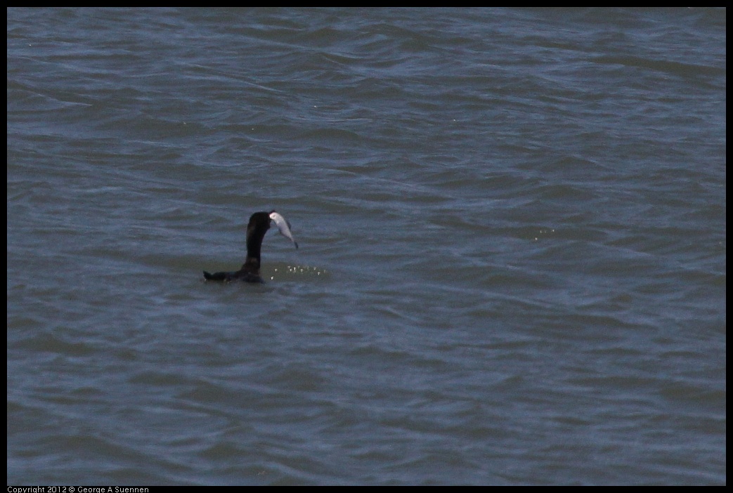 0805-132739-02.jpg - Double-crested Cormorant