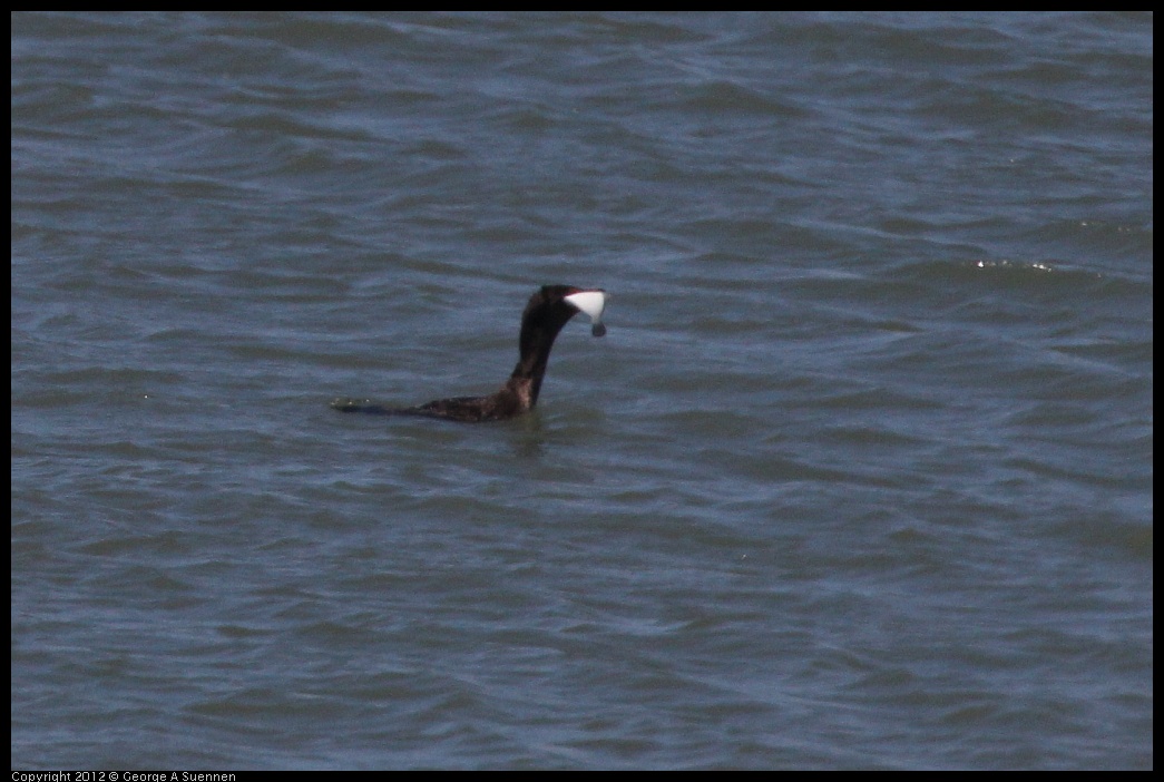 0805-132741-02.jpg - Double-crested Cormorant