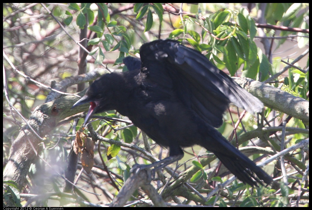 0805-132753-02.jpg - American Crow