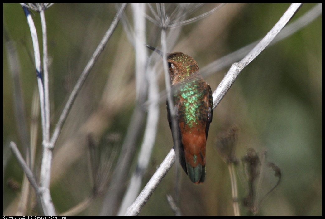 0805-132928-01.jpg - Allen's Hummingbird