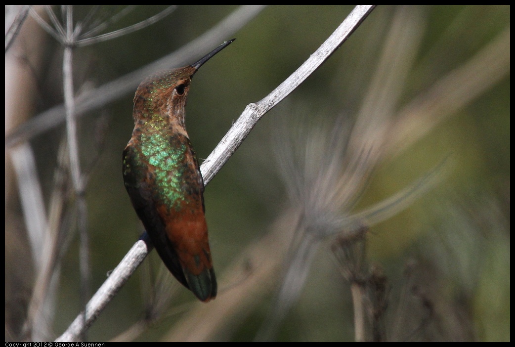 0805-132935-03.jpg - Allen's Hummingbird