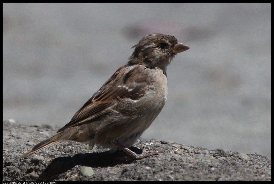 0805-133930-02.jpg - House Finch