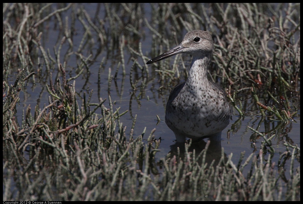 0805-134140-01.jpg - Willet