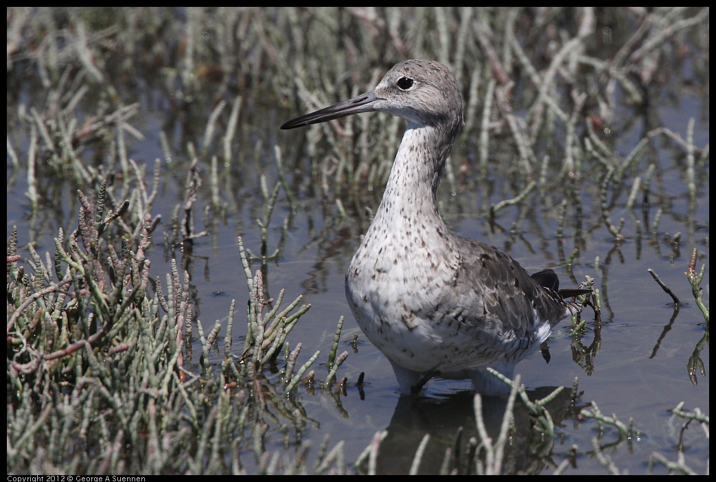 0805-134201-01.jpg - Willet