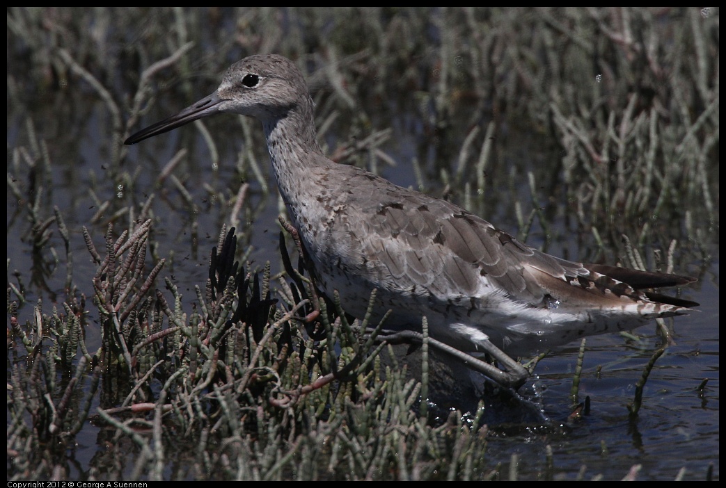 0805-134204-01.jpg - Willet