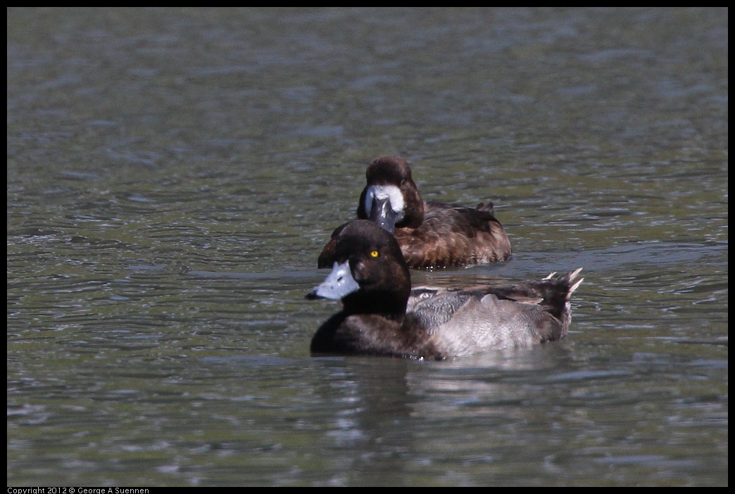 0805-134314-01.jpg - Lesser Scaup