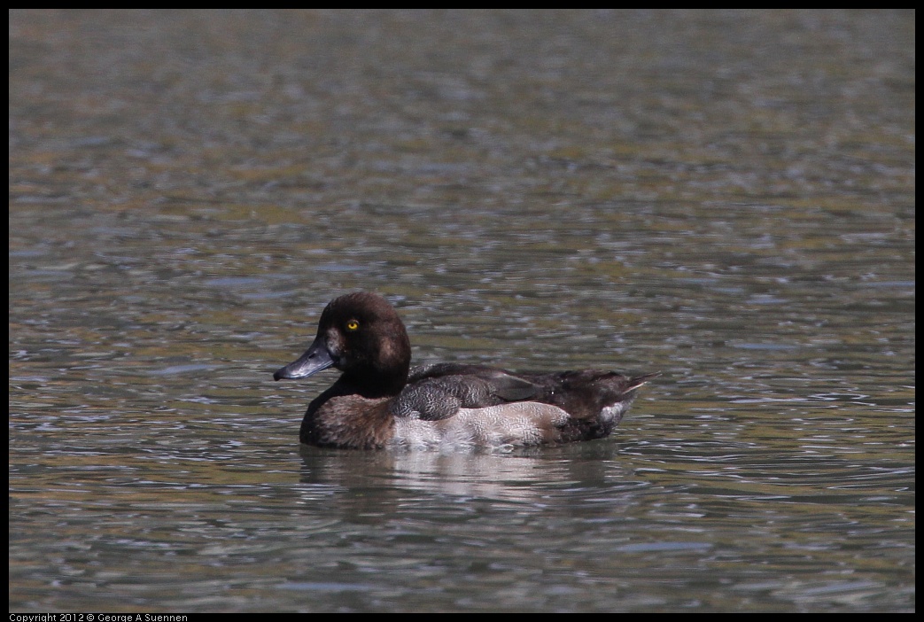 0805-134337-01.jpg - Lesser Scaup