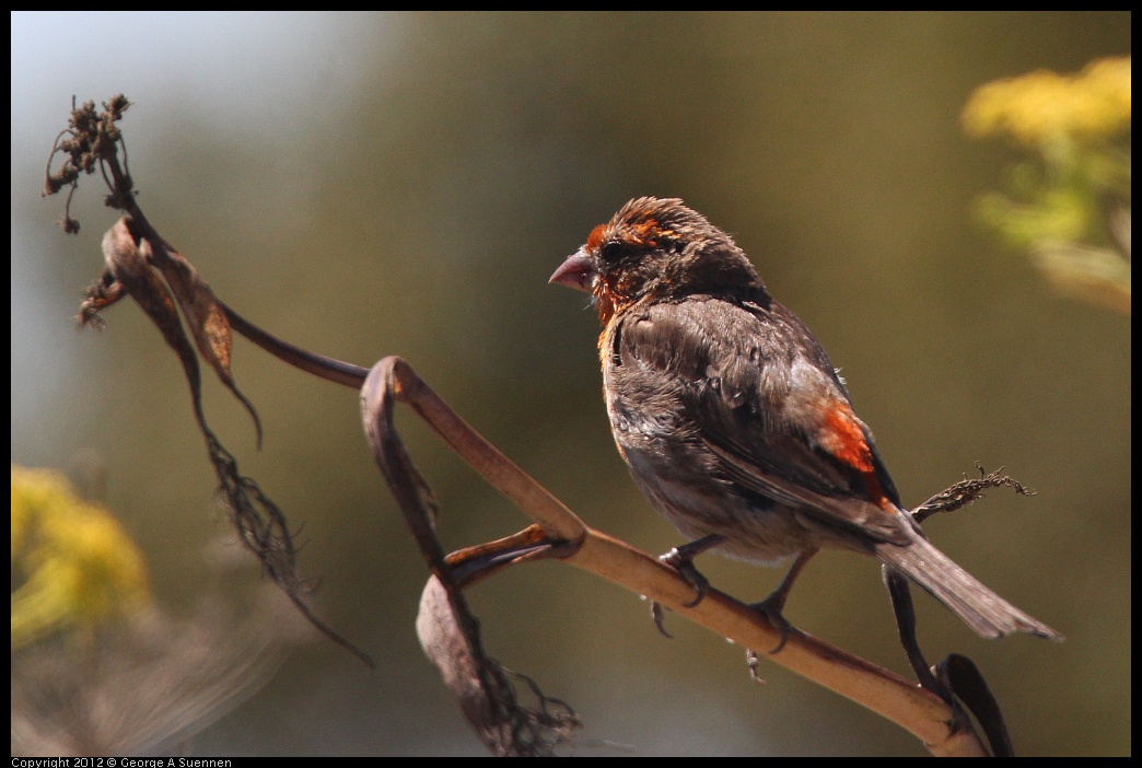 0805-135636-03.jpg - House Finch