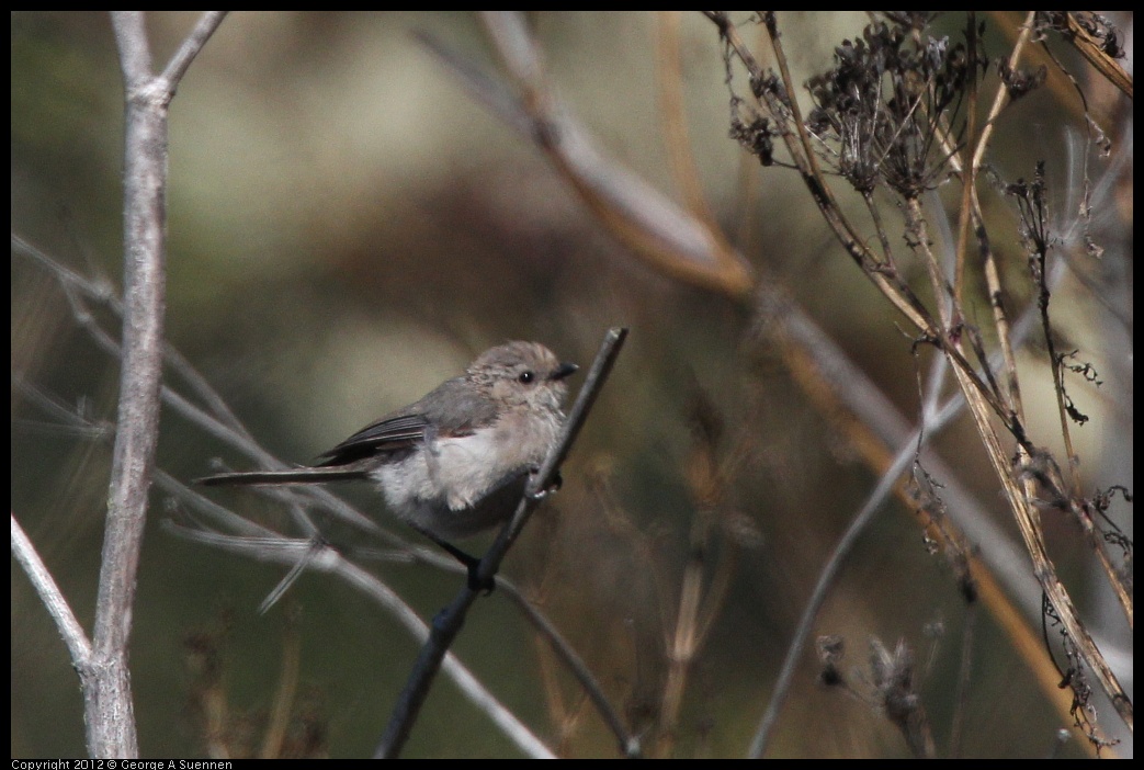 0805-135859-01.jpg - Bushtit