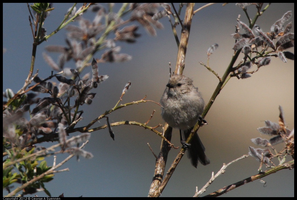 0805-135928-03.jpg - Bushtit