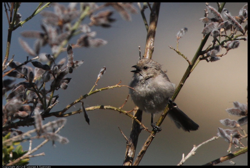 0805-135929-01.jpg - Bushtit