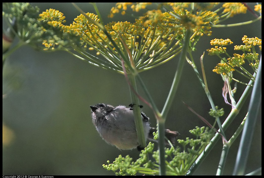 0805-140051-03.jpg - Bushtit