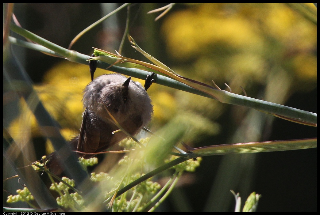 0805-140107-01.jpg - Bushtit