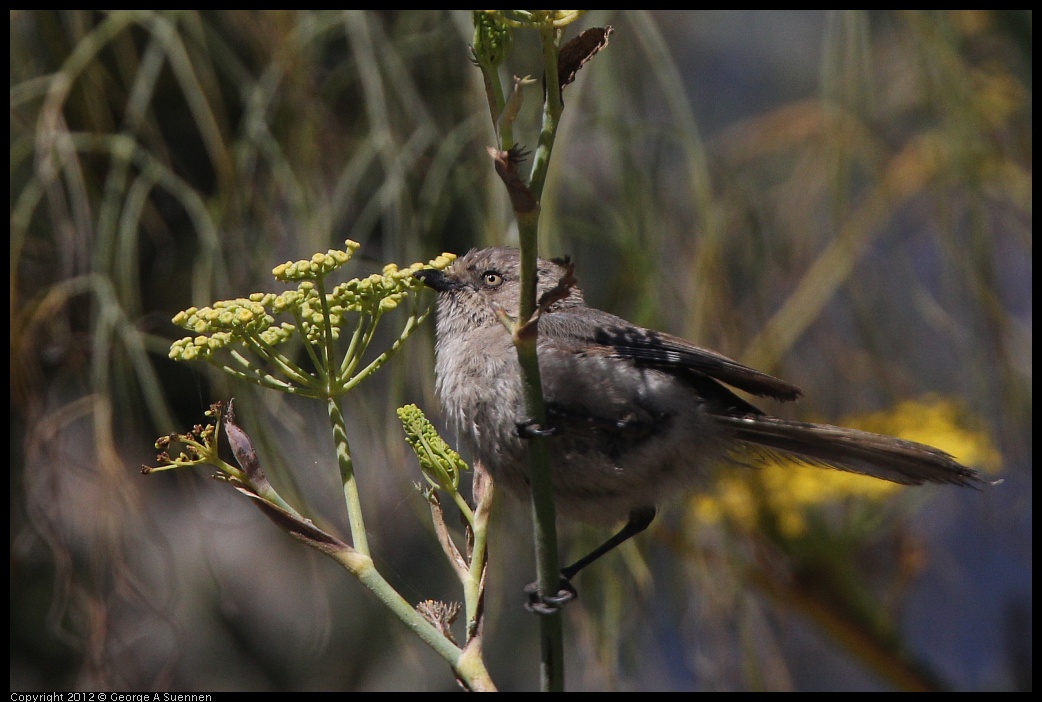 0805-140135-05.jpg - Bushtit