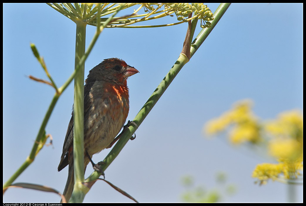 0805-140150-03.jpg - House Finch