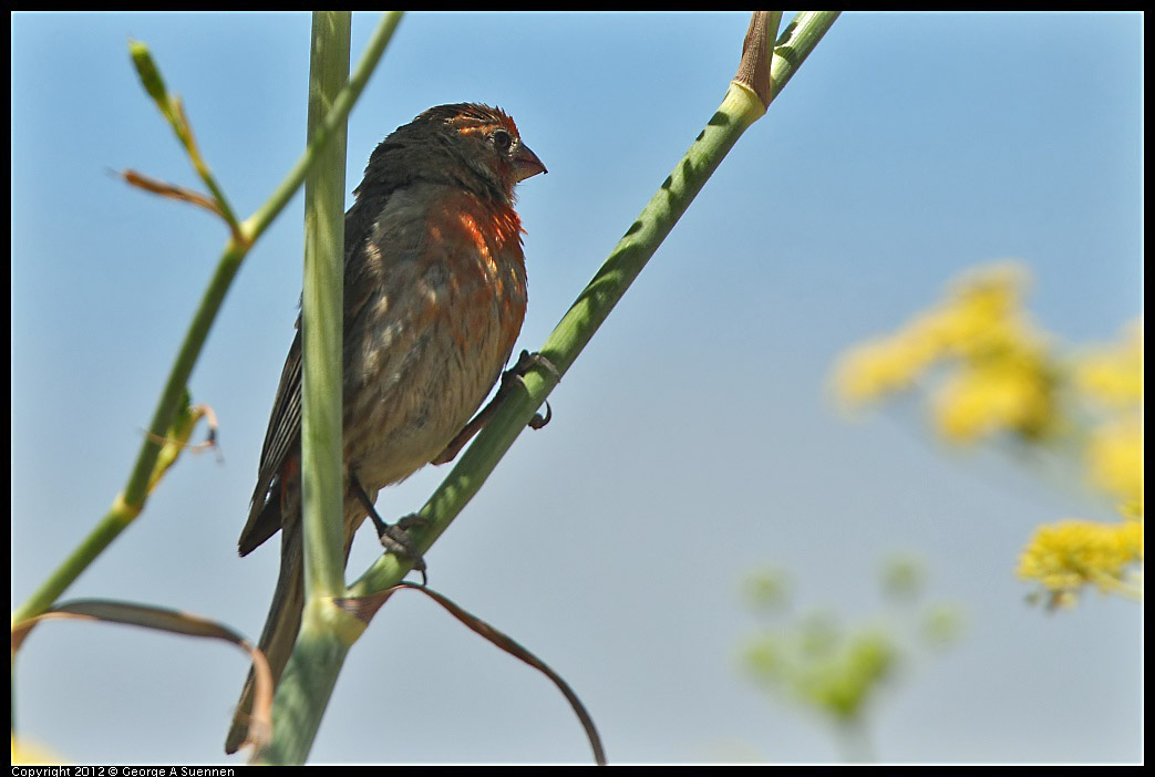 0805-140150-04.jpg - House Finch