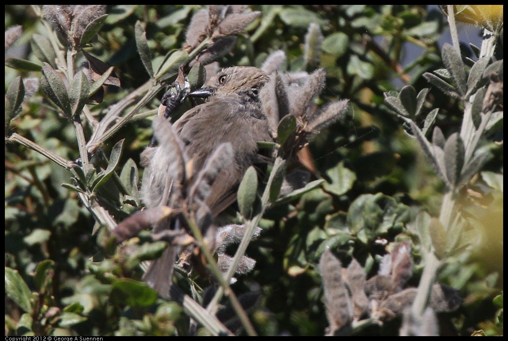 0805-140233-01.jpg - Bushtit