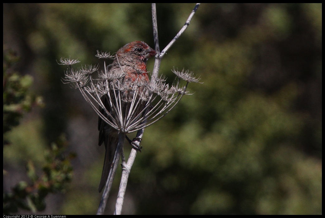 0805-140316-02.jpg - House Finch