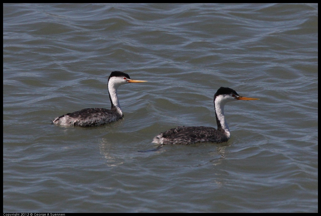 0805-140722-01.jpg - Clark's Grebe