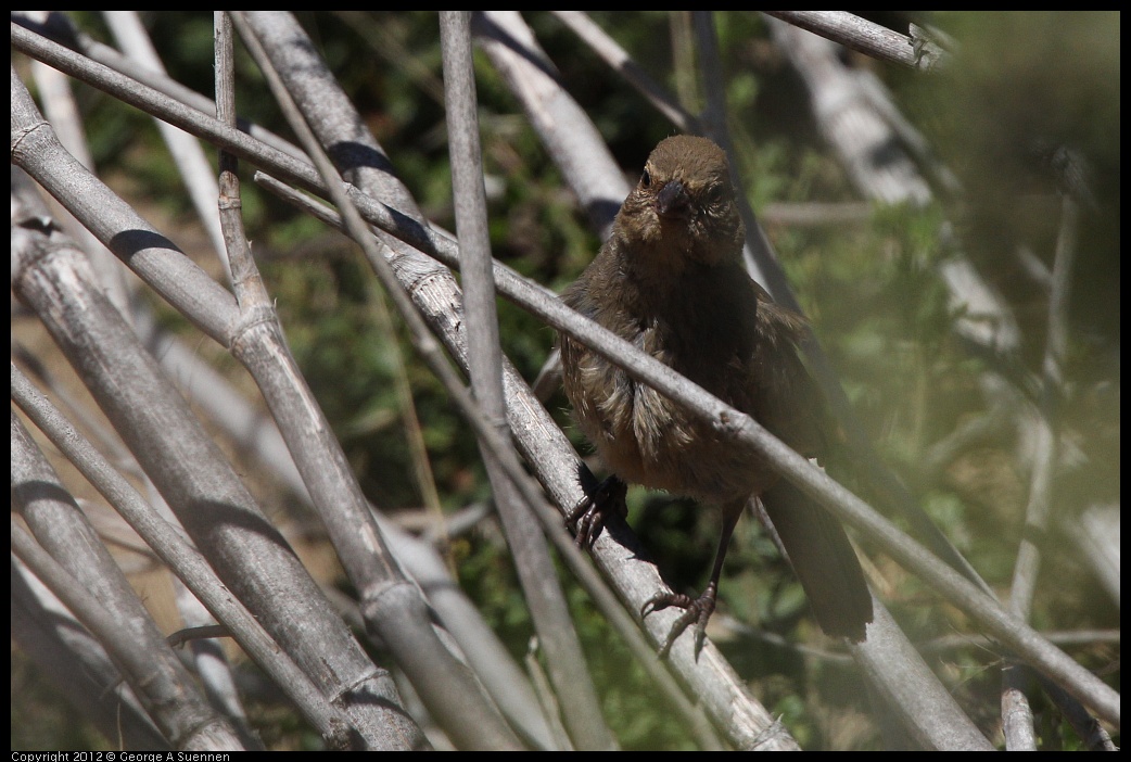 0805-144052-01.jpg - California Towhee