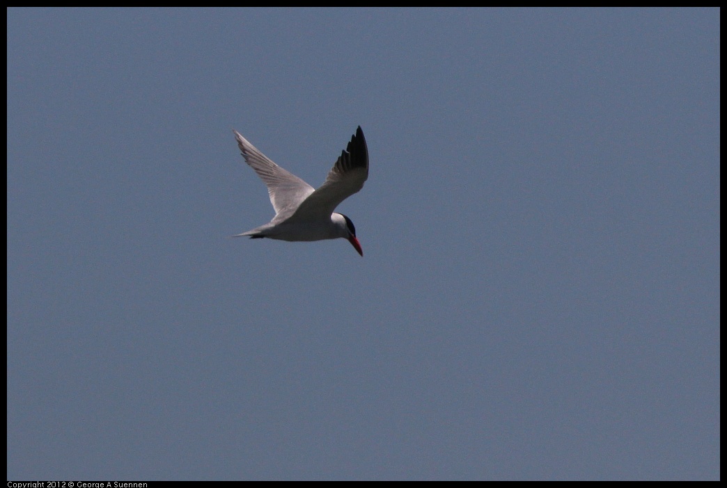 0805-144156-01.jpg - Caspian Tern