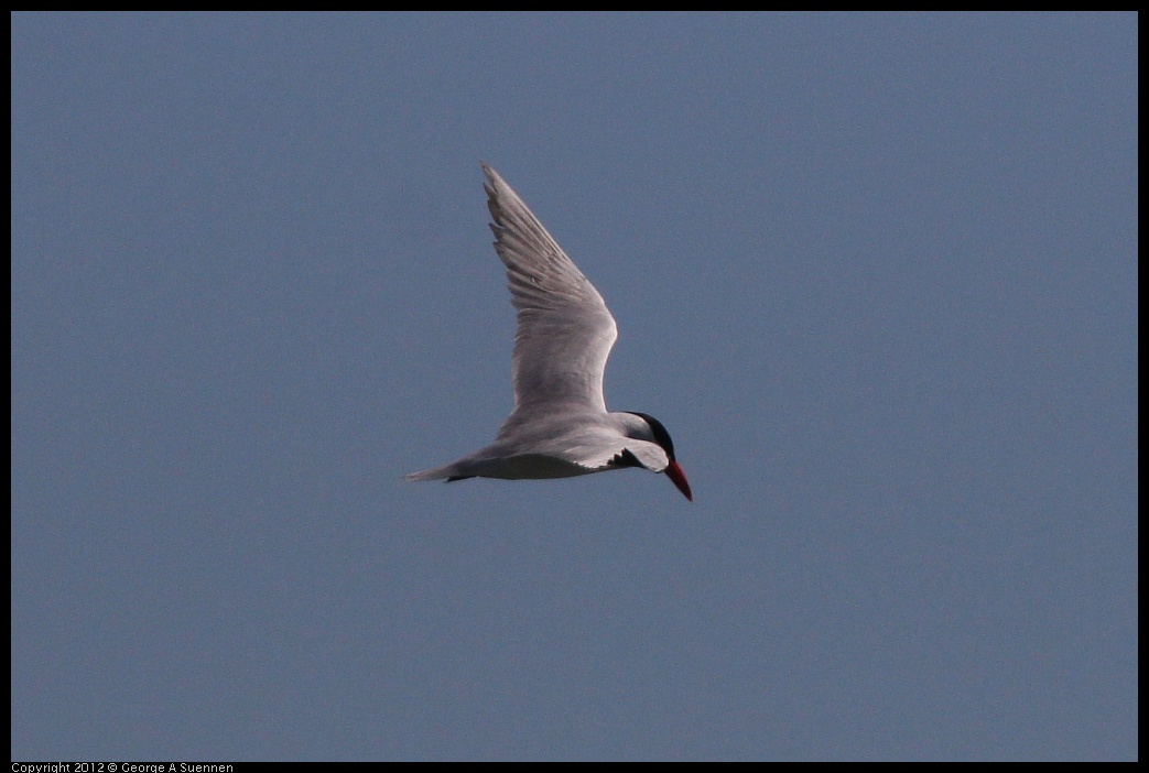 0805-144157-02.jpg - Caspian Tern