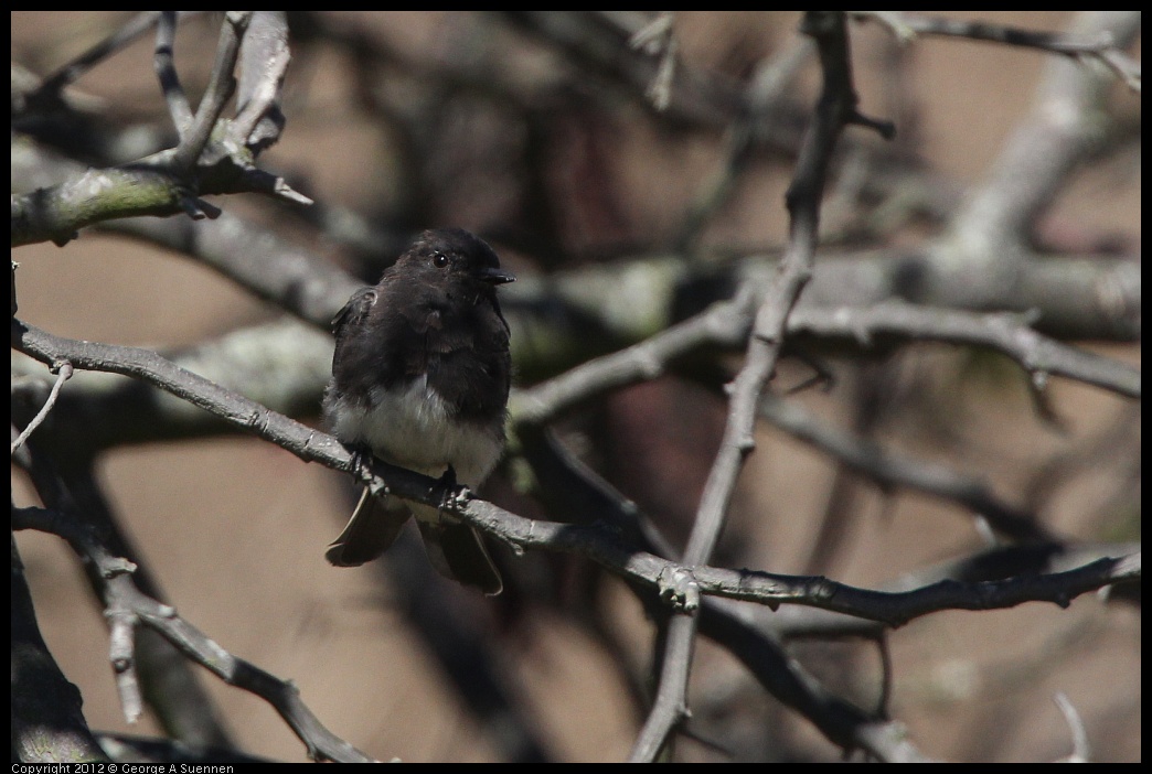 0805-144420-04.jpg - Black Phoebe