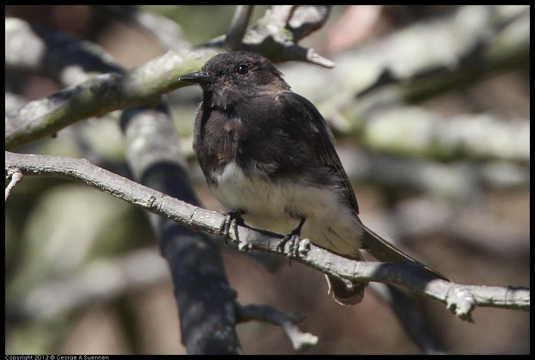 0805-144444-04.jpg - Black Phoebe