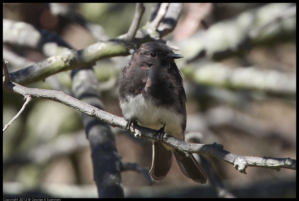 0805-144454-02.jpg - Black Phoebe