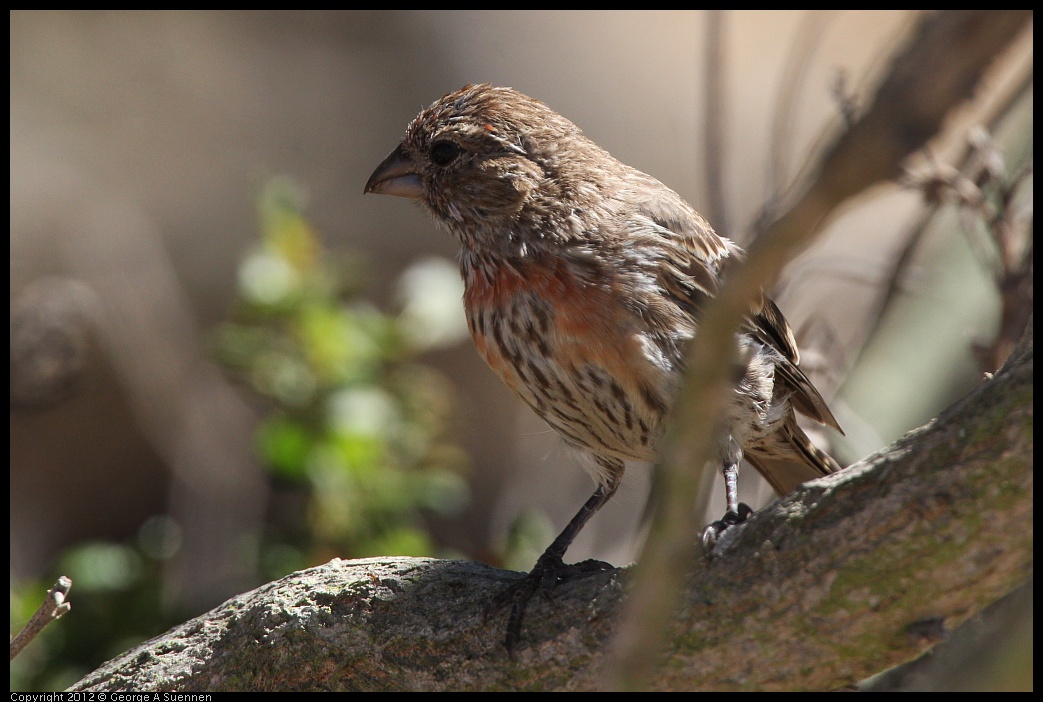 0805-144817-02.jpg - House Finch