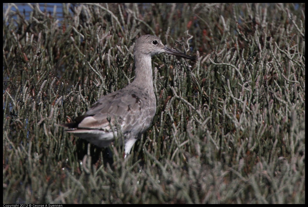 0805-145501-04.jpg - Willet