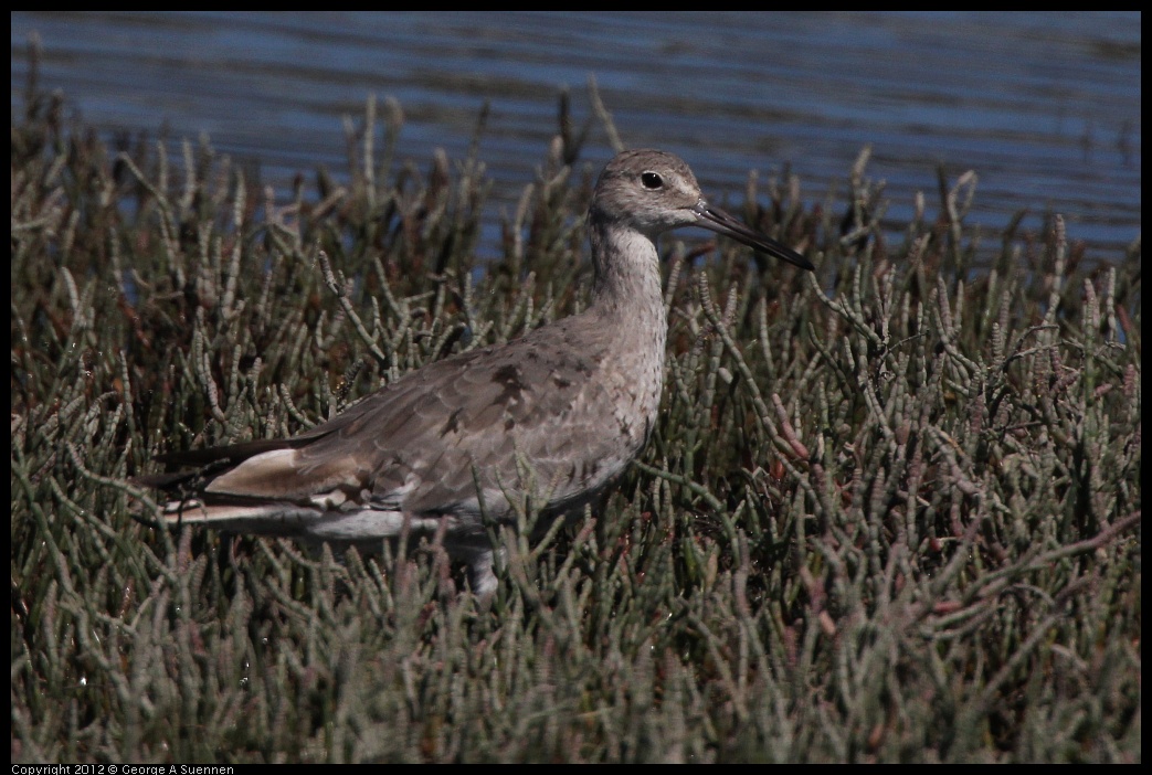 0805-145509-01.jpg - Willet