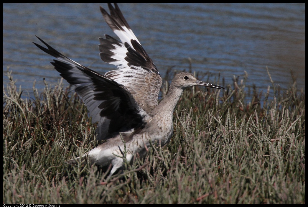 0805-145527-02.jpg - Willet