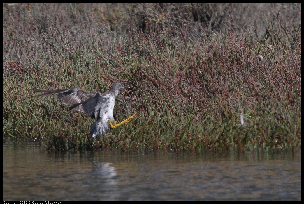 0805-145609-02.jpg - Lesser Yellowlegs