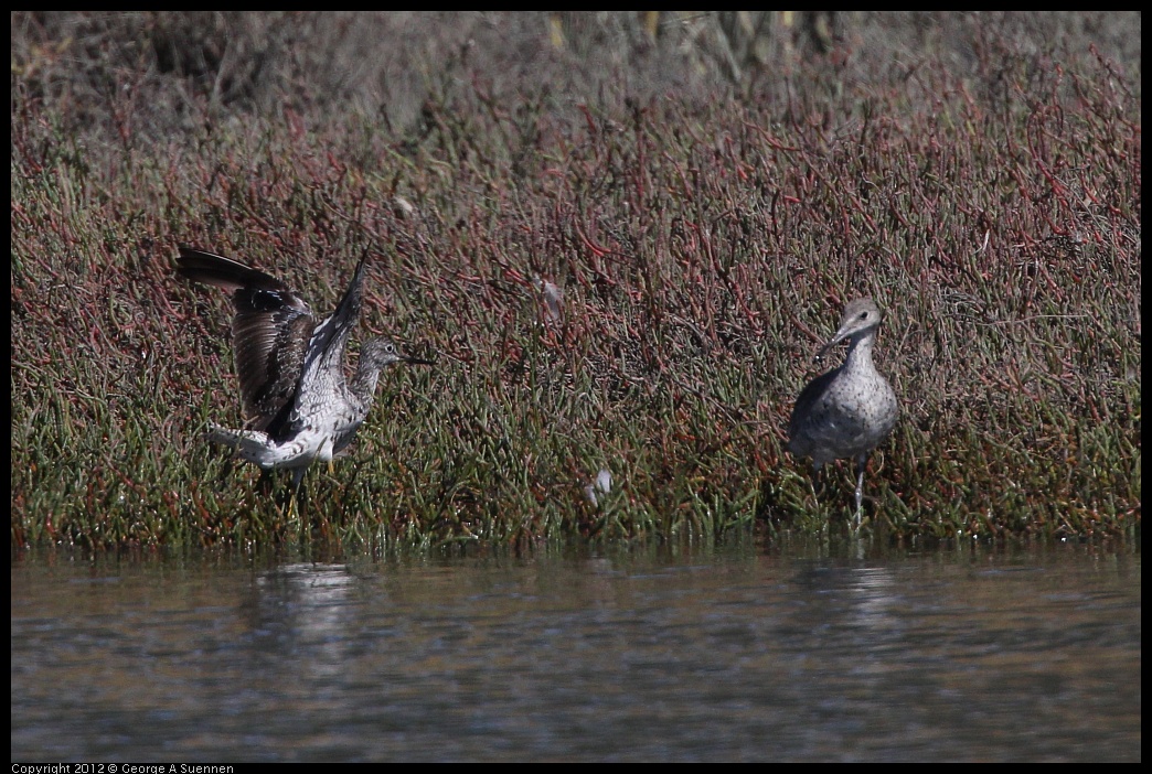 0805-145610-02.jpg - Lesser Yellowlegs and Willet