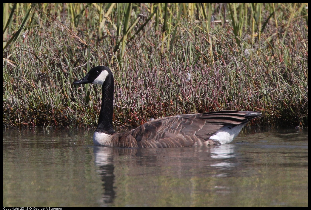 0805-145635-01.jpg - Canada Goose