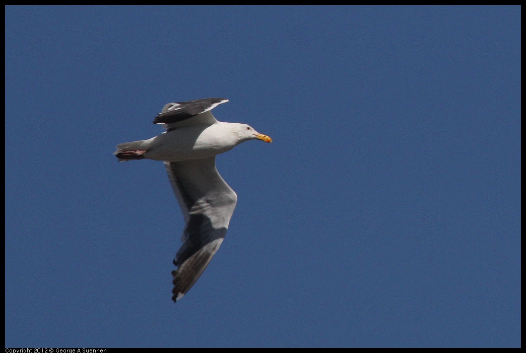 0805-145919-03.jpg - Western Gull