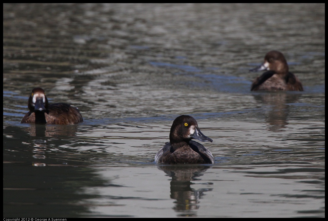 0805-150037-02.jpg - Lesser Scaup