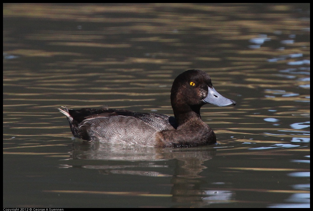 0805-150041-01.jpg - Lesser Scaup