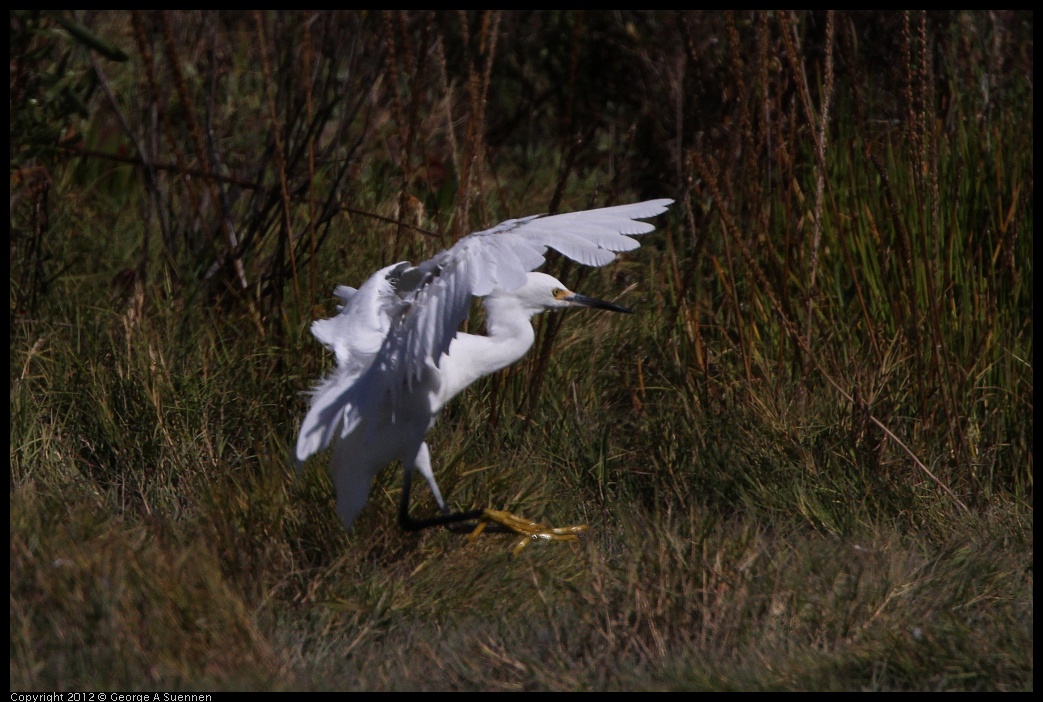 0805-150210-04.jpg - Snowy Egret