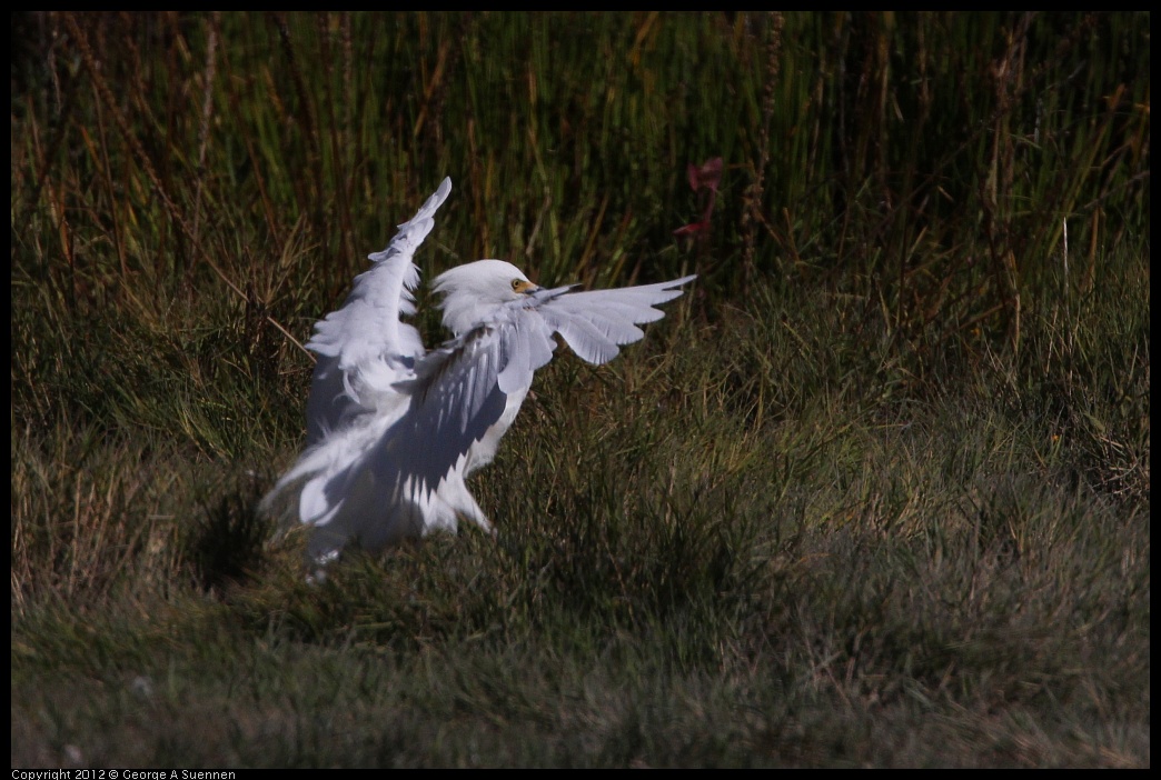 0805-150211-01.jpg - Snowy Egret