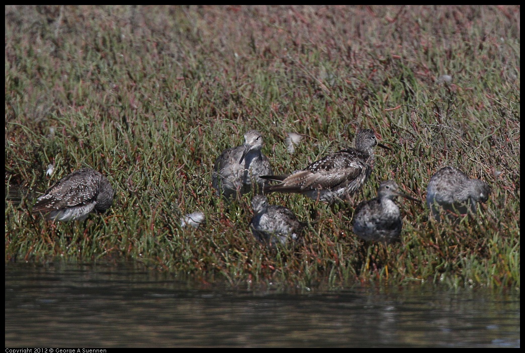 0805-150351-01.jpg - Lesser Yellowlegs and Willet