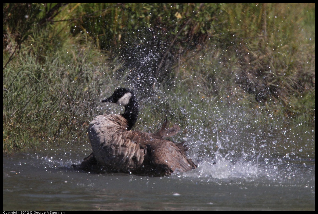 0805-150436-03.jpg - Canada Goose