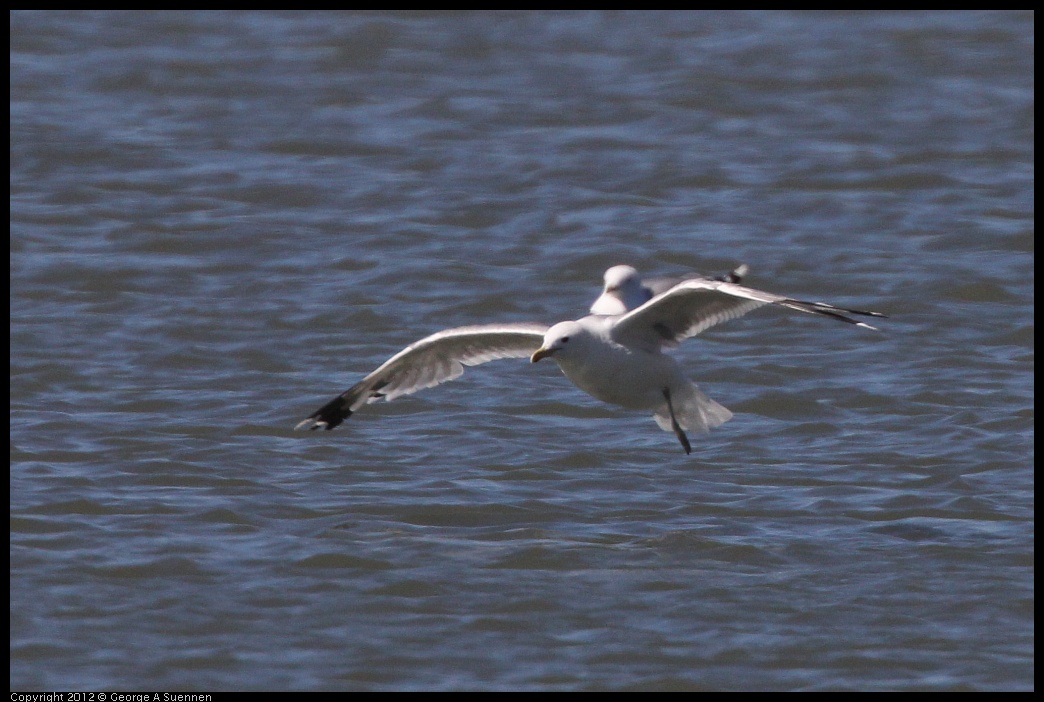 0805-150507-02.jpg - One Legged Gull