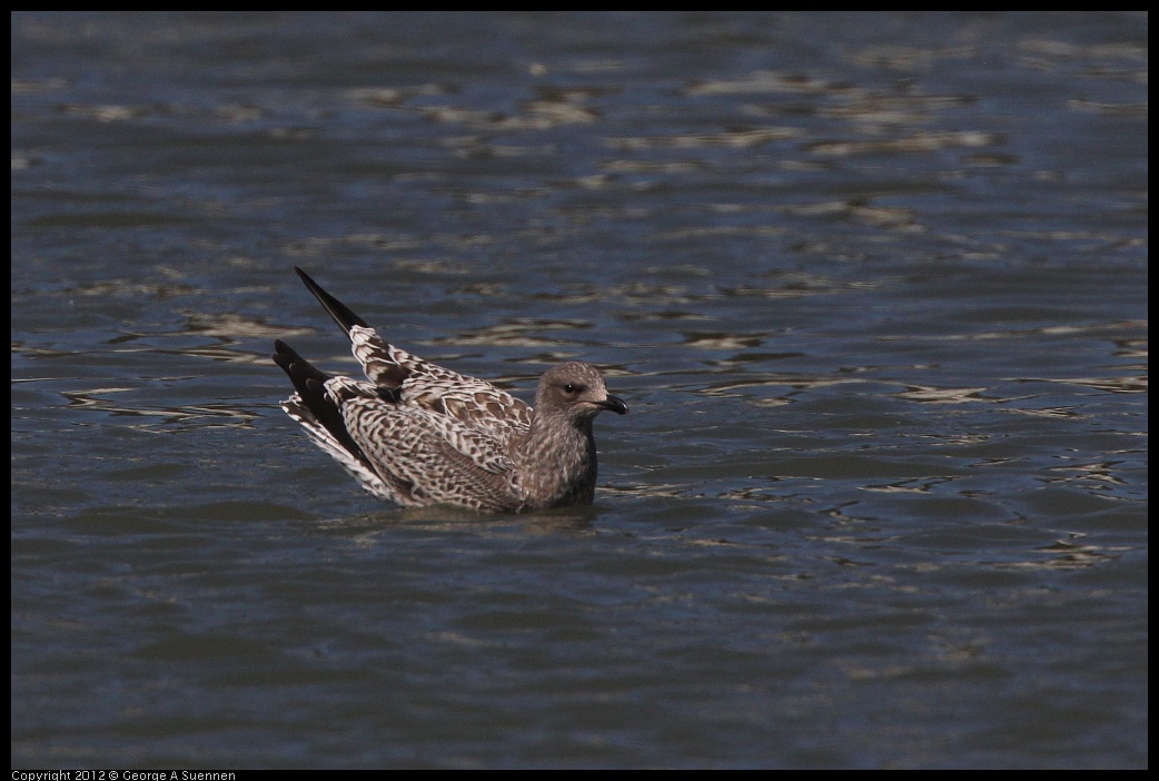 0805-150536-01.jpg - Juvenile Gull