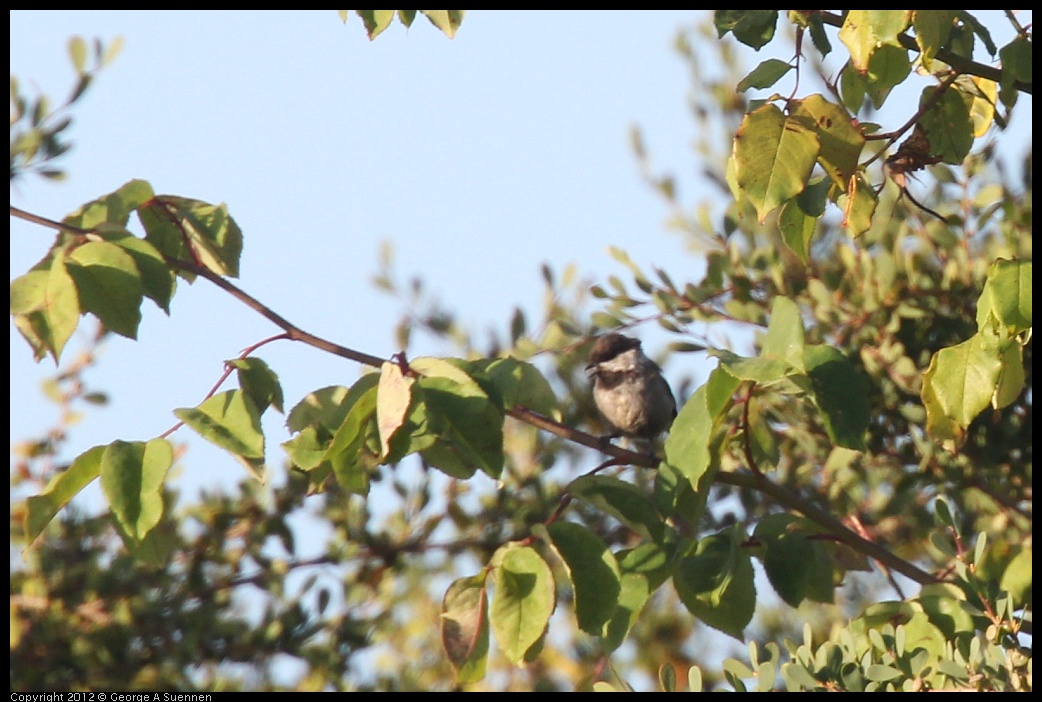 0807-065021-03.jpg - Chestnut-backed Chickadee