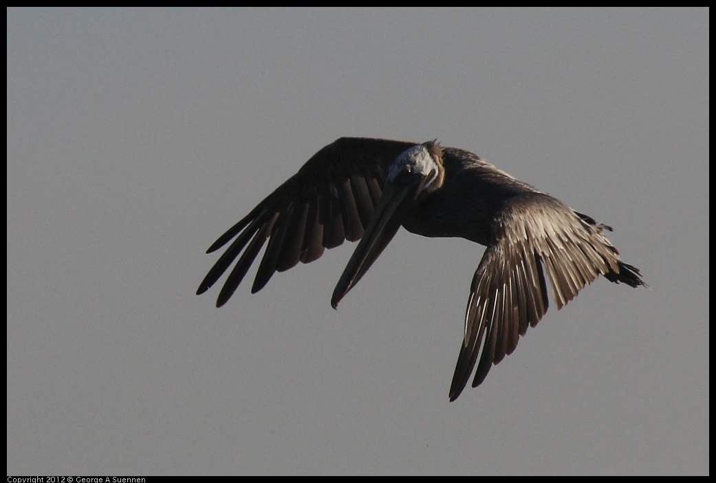 0807-065800-02.jpg - Brown Pelican