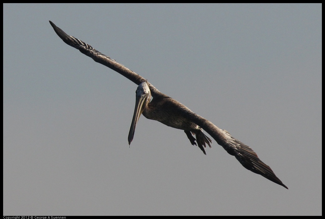 0807-065801-02.jpg - Brown Pelican