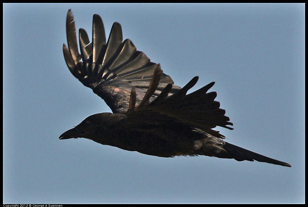 0807-070111-04.jpg - American Crow