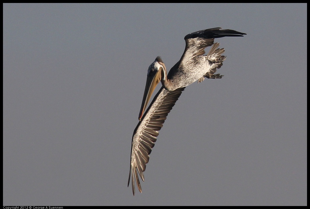 0807-070333-02.jpg - Brown Pelican